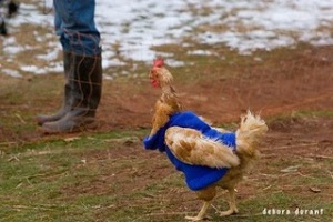 chicken sweater